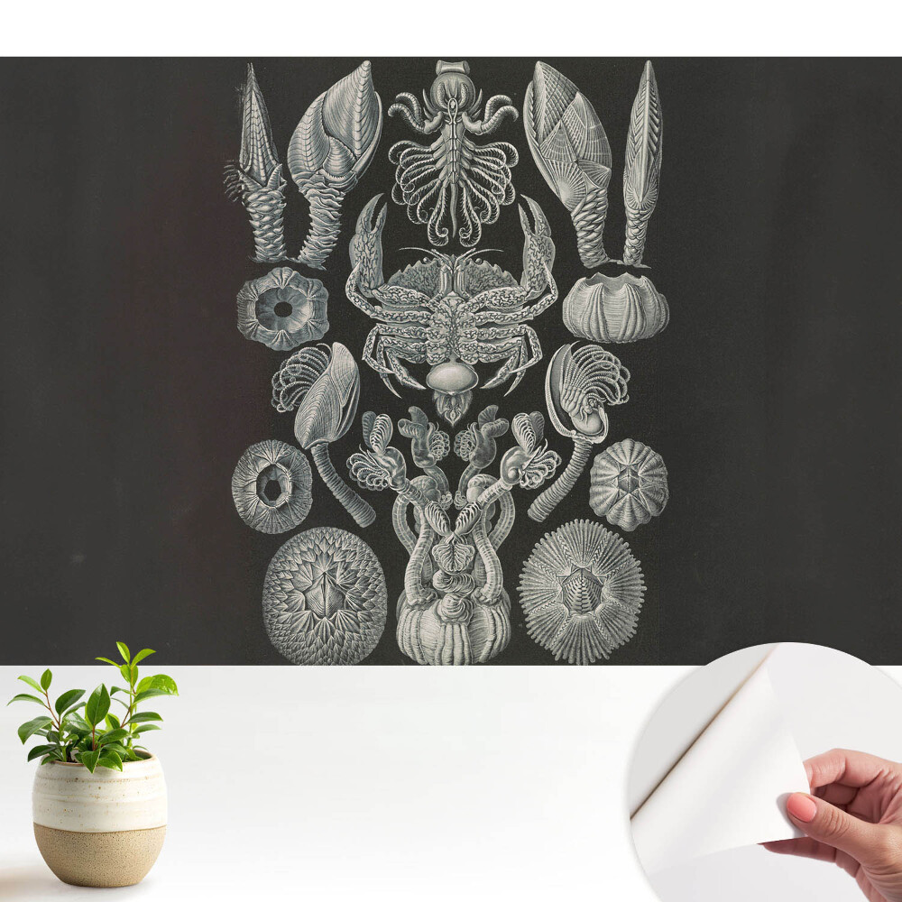 Luxusná tapeta Umelecké rytie morských organizmov