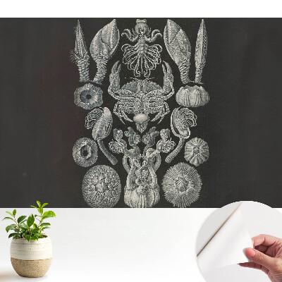 Luxusná tapeta Umelecké rytie morských organizmov