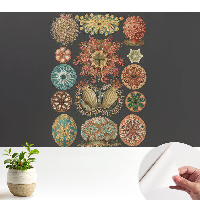 Tapety na stenu samolepiace Abstraktné morské tvary v klasickom štýle