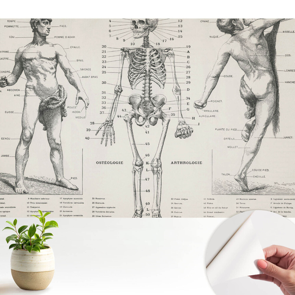 Tapeta s anatomickými ilustráciami v retro štýle