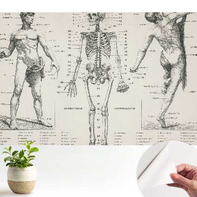 Tapeta s anatomickými ilustráciami v retro štýle