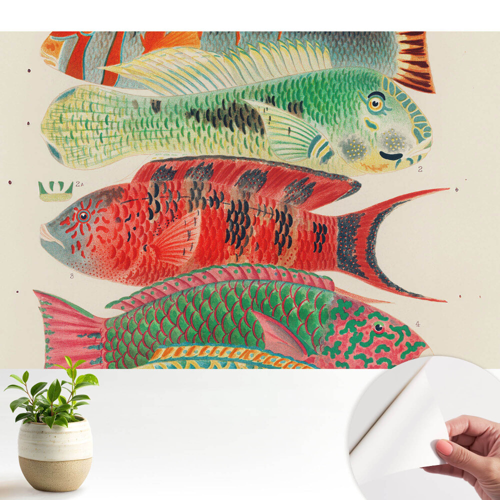 Tapeta do obývačky Farebné ryby ilustrované v klasickom štýle