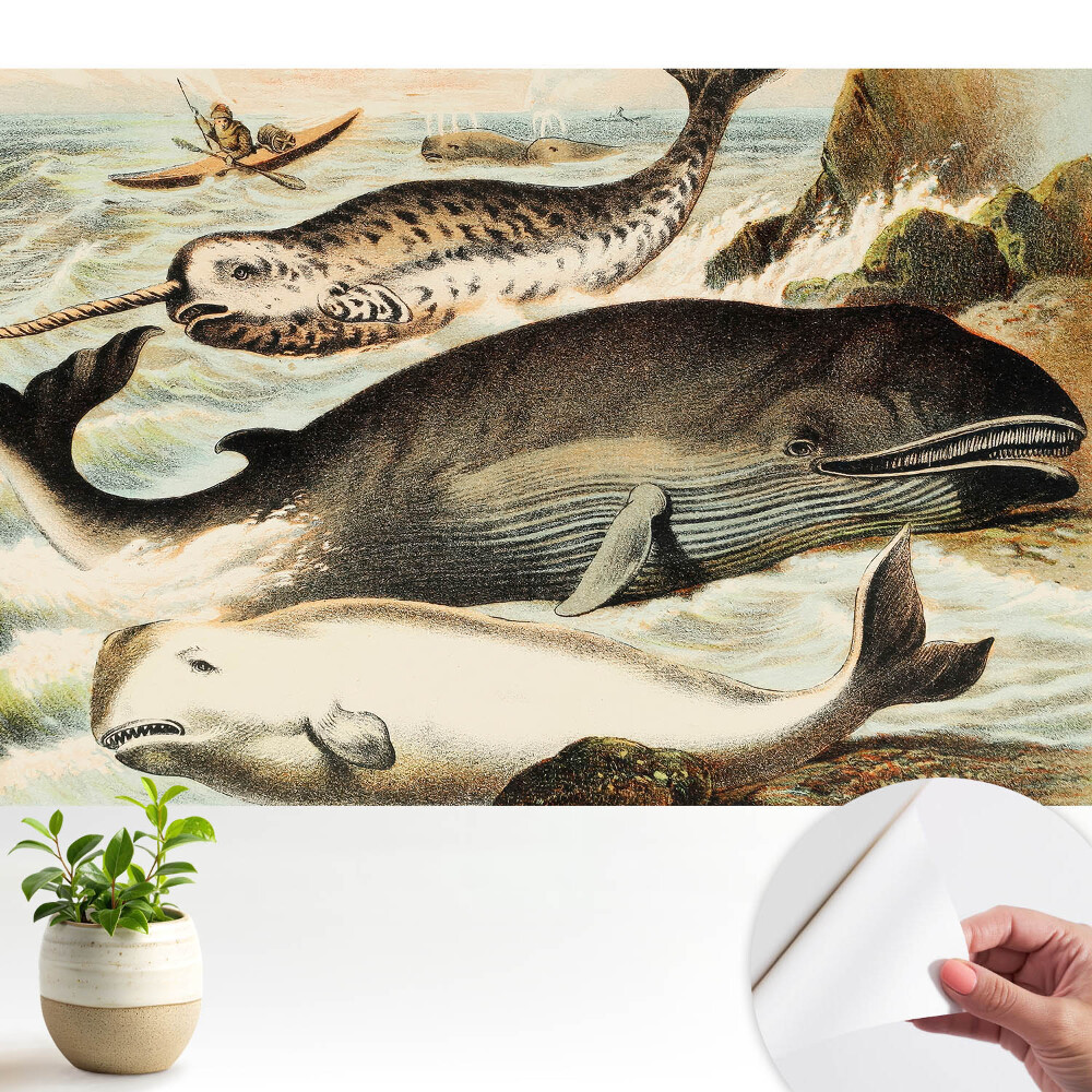 Tapeta do obývačky s klasickou ilustráciou veľrýb vrátane narvala