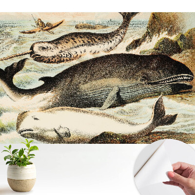 Tapeta do obývačky Klasická ilustrácia veľrýb s narvalom