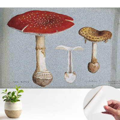Tapeta Klasická ilustrácia húb