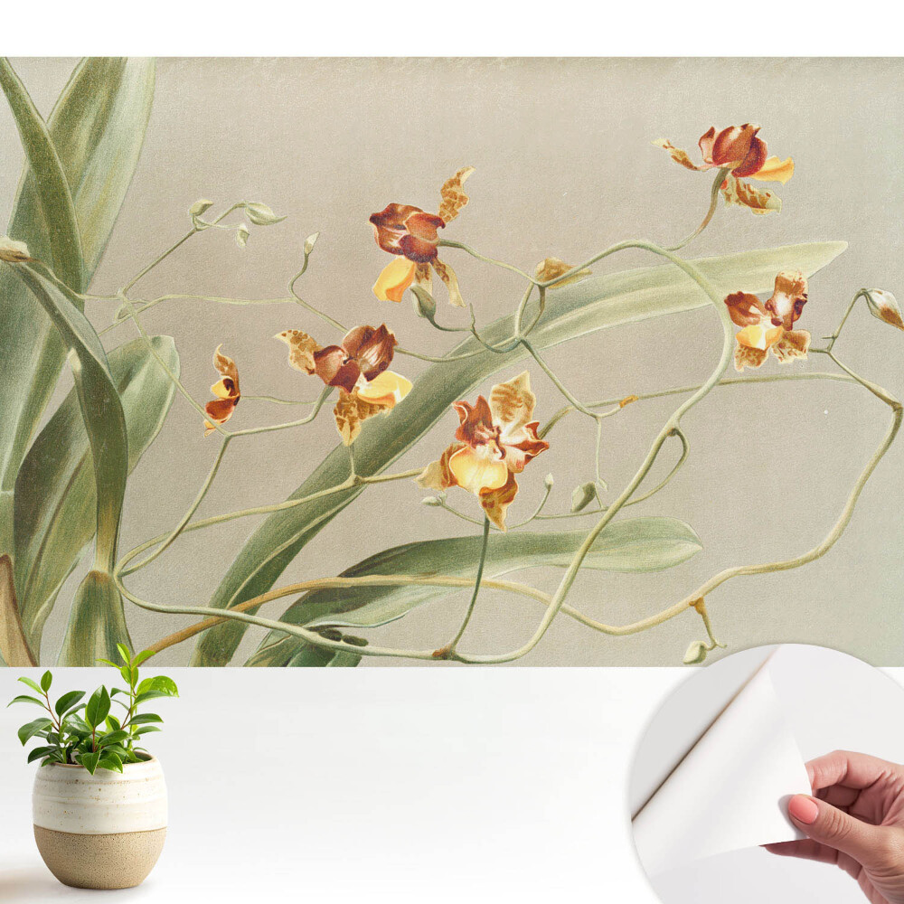 Tapeta Krásne orchidey na sivom pozadí