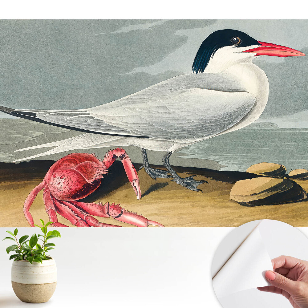 Tapety na stenu samolepiace Vták a krab, klasický duet prírody