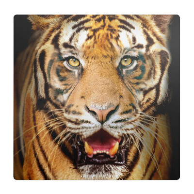 Podložka pod kolieskovú stoličku Tiger - detailný záber na papulu