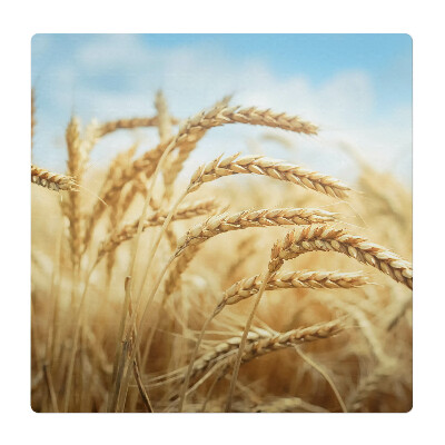 Podložka pod stoličku na kolieskach Klasy kukurice na poli