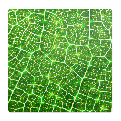 Podložka pod stoličku Detail listu