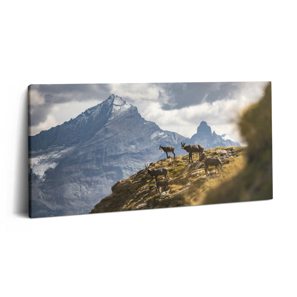 Fotoobraz na plátne 100x50 Horské kozy pod štítmi.
