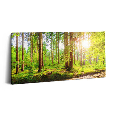 Obraz na plátne 120x60 Svetlo prenikajúce lesom