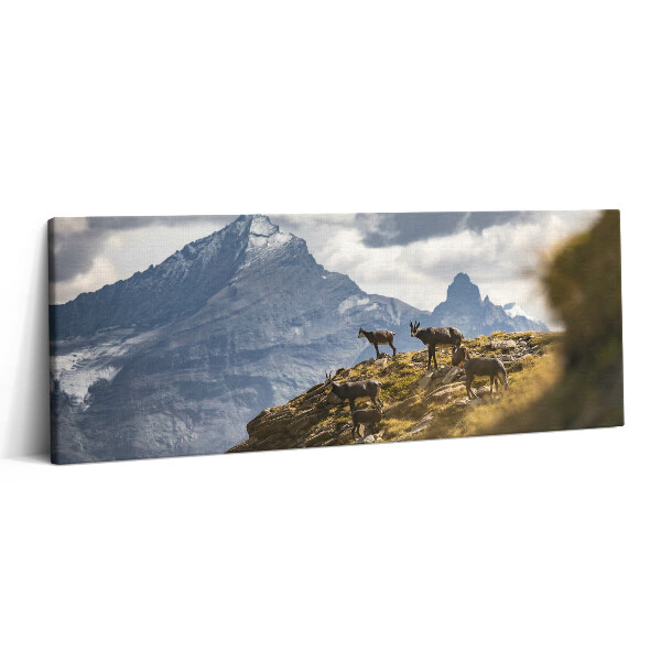 Fotoobraz na plátne 125x50 Kamzíky v horskej krajine