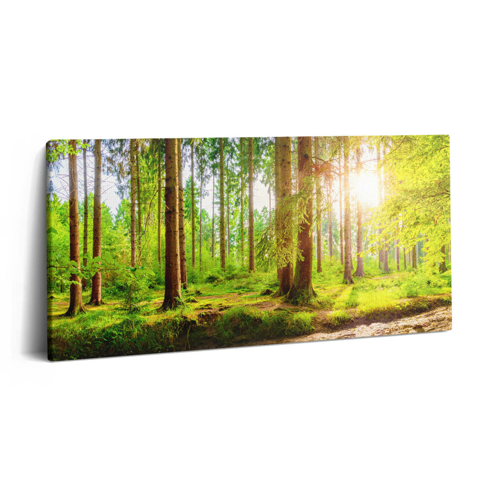 Obraz na plátne 140x70 Svetlo prenikajúce lesom