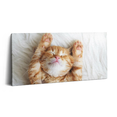 Obraz na plátne 140x70 Spiace mačiatko s labkami hore