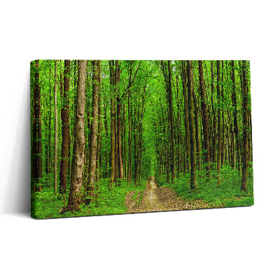 Obraz na plátne 30x20 Zelený lesný chodník v prírode
