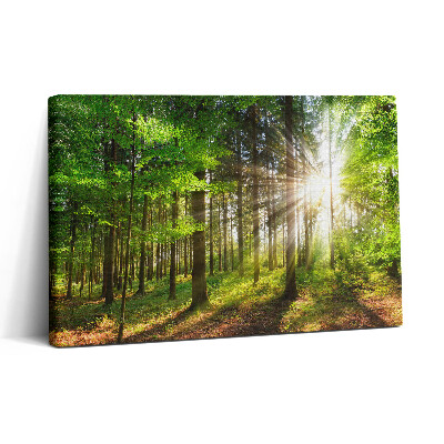 Obraz na plátne 30x20 Slnečné lúče v lese