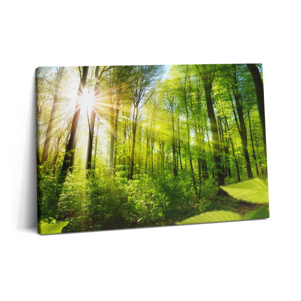 Obraz na plátne 60x40 Slnko v lese