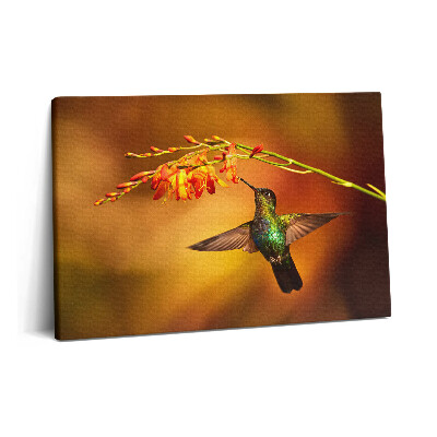 Fotoobraz na plátne 60x40 Kolibrík