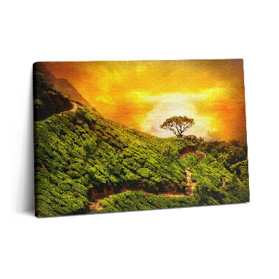 Obraz na plátne 60x40 Čajový kopec
