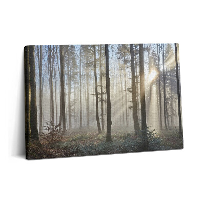 Obraz na plátne 60x40 Les v hmle