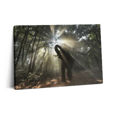 Fotoobraz na plátne 60x40 Slon v džungli