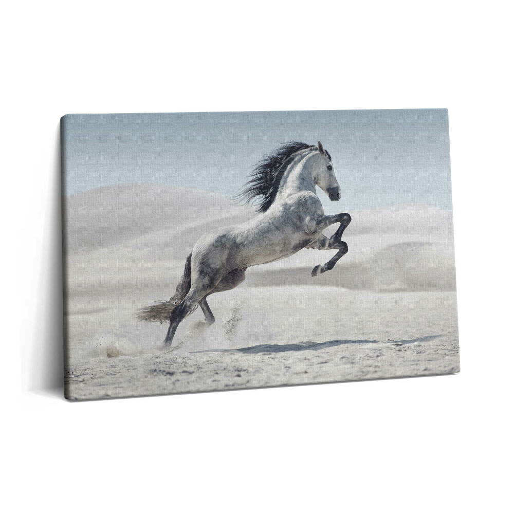 Fotoobraz na plátne 60x40 Cválajúci biely kôň
