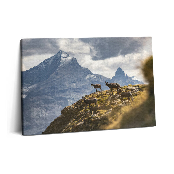Obraz na plátne 60x40 Kozy a údolie Aosta v Taliansku