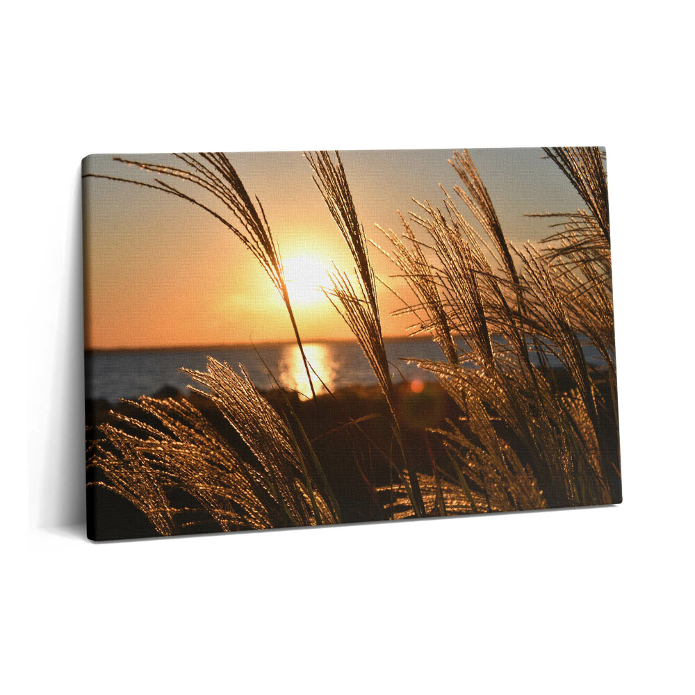 Obraz na plátne 60x40 Pšenica v zlatej hodine