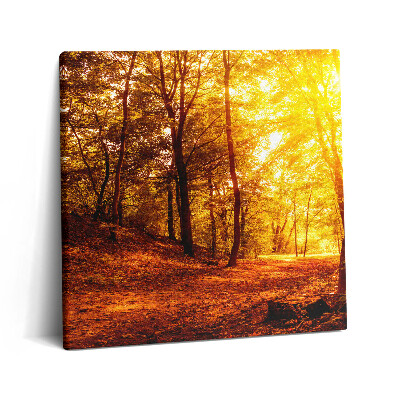 Fotoobraz na plátne 60x60 Jesenné svetlo v lese
