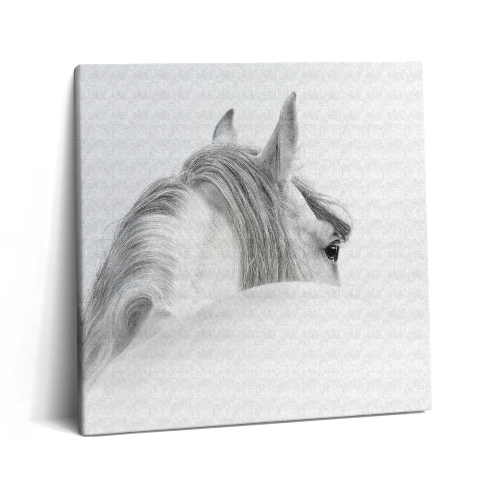 Fotoobraz na plátne 60x60 Biely kôň v hmle