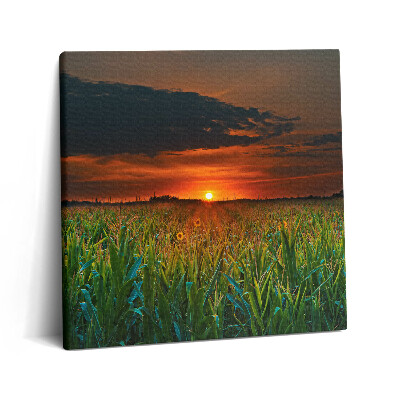 Fotoobraz na plátne 60x60 Západ slnka nad kukuričným poľom