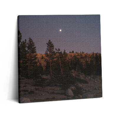 Fotoobraz na plátne 60x60 Mesačný svit nad lesom