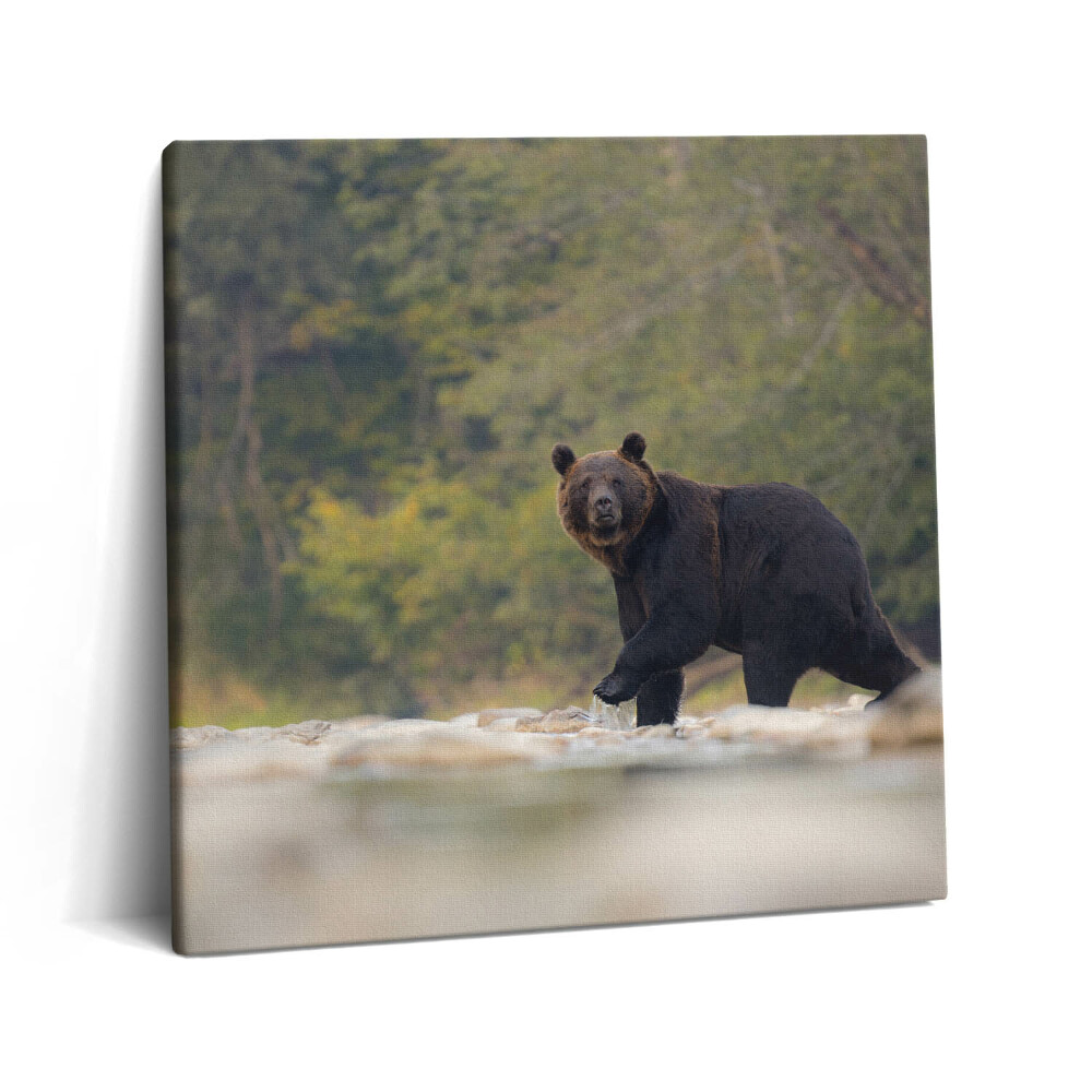 Obraz na plátne 60x60 Medveď v lesnom potoku