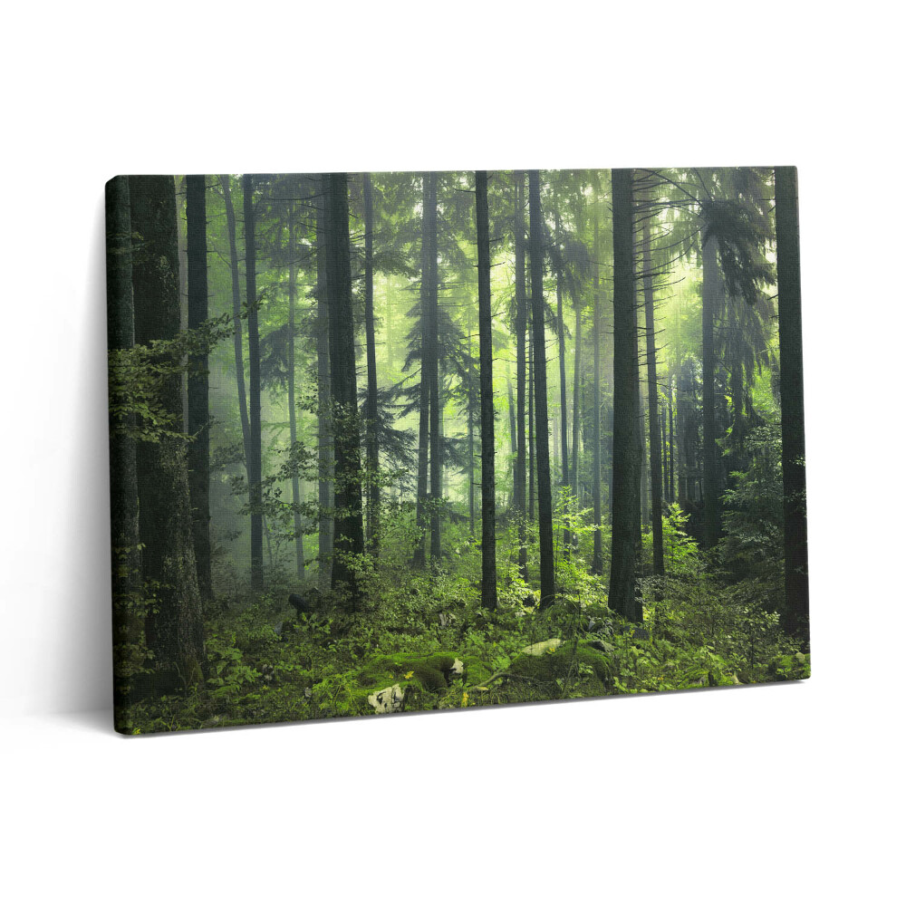 Obraz na plátne 80x60 Krajina stromov a lesnej vegetácie