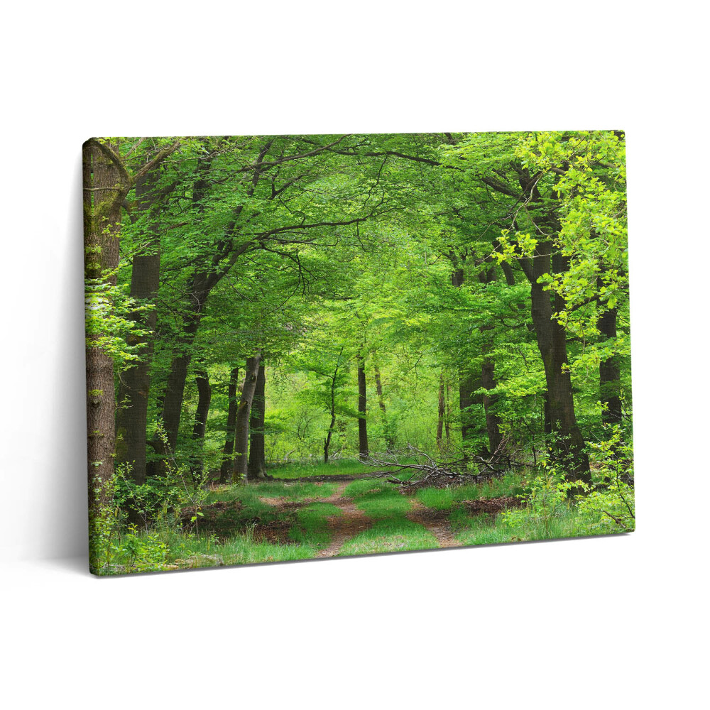 Obraz na plátne 80x60 Lesná cesta pod stromami