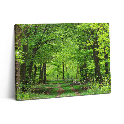 Obraz na plátne 80x60 Lesná cesta pod stromami