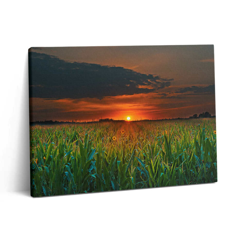 Obraz na plátne 80x60 Slnečnica na lúke