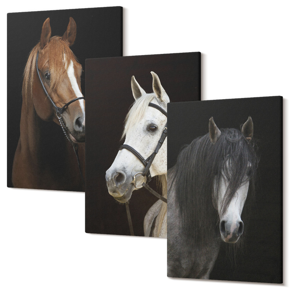 Sada 3 obrazov Portréty koní v rôznych odtieňoch srsti