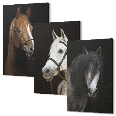 Sada 3 obrazov Portréty koní v rôznych odtieňoch srsti