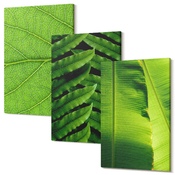 Sada obrazov na stenu triptych Detailné zábery tropických listov