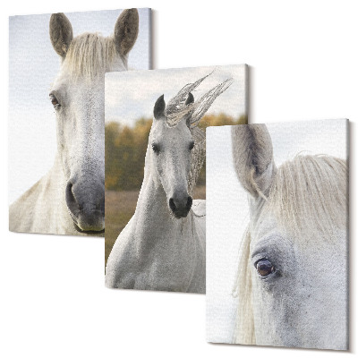 Sada obrazov triptych Biele kone v rôznych pózach na prirodzenom pozadí