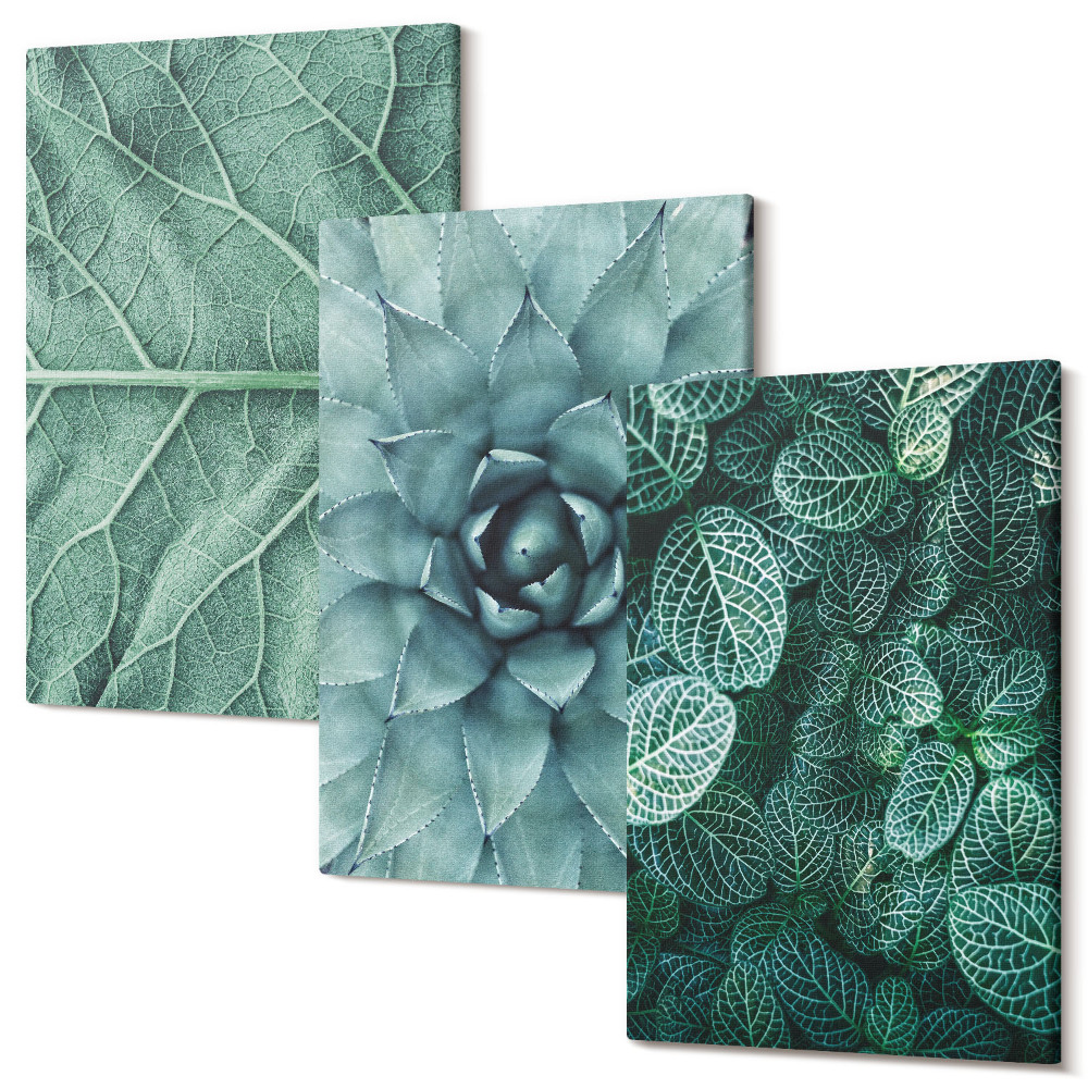 Sada obrazov na stenu triptych Detailné zábery sukulentných rastlín a listov