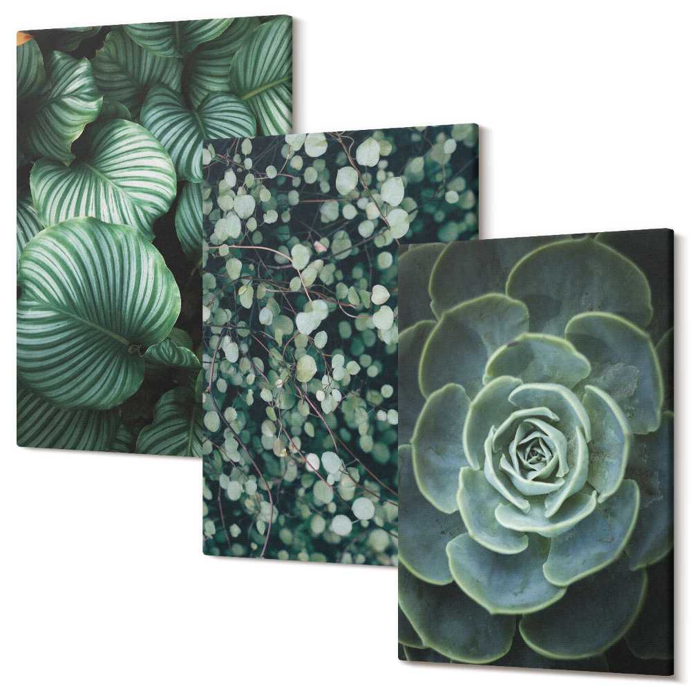 Sada obrazov na stenu triptych Zelené listnaté rastliny a štýlové sukulenty