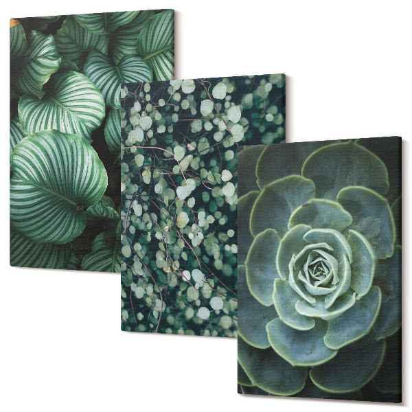 Sada obrazov na stenu triptych Zelené listnaté rastliny a štýlové sukulenty