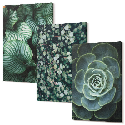 Sada obrazov na stenu triptych Zelené listnaté rastliny a štýlové sukulenty
