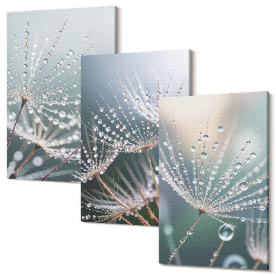 Sada obrazov na stenu triptych Kvapky vody na jemných výhonkoch púpav