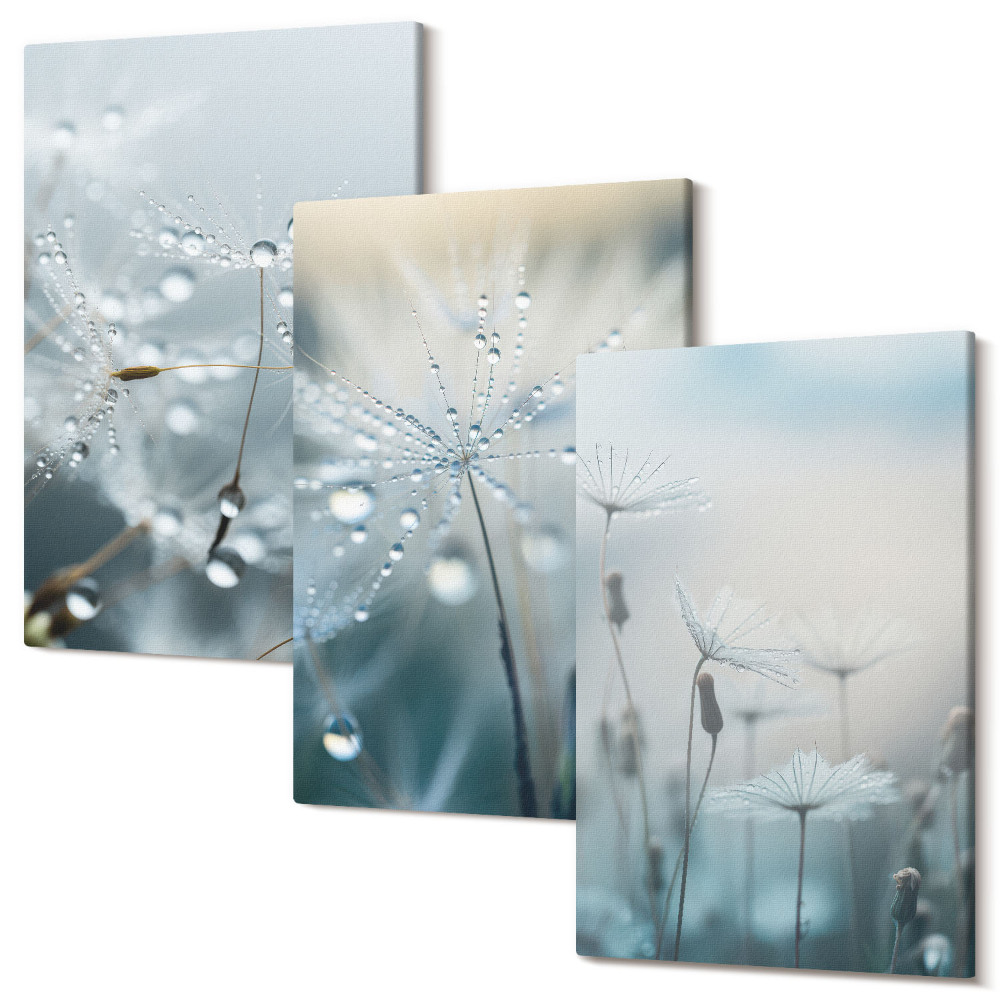 Sada 3 obrazov Kvapky rosy na jemných púpavách