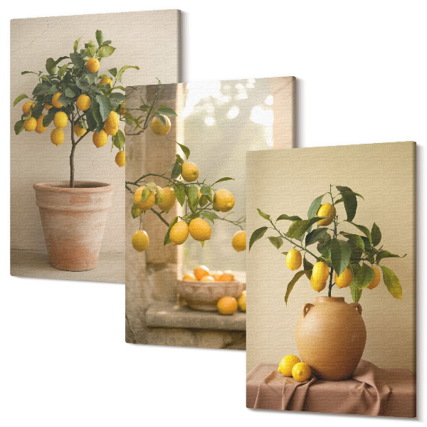 Sada 3 obrazov Citrónové stromy v kvetináčoch a na okne