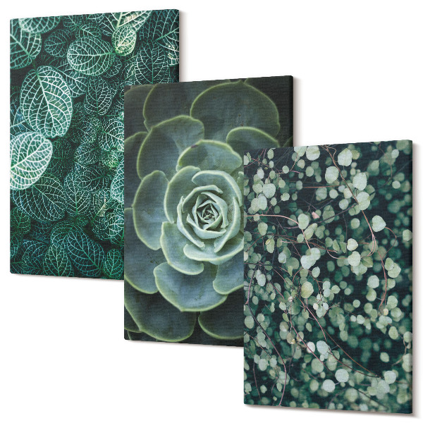 Sada obrazov na stenu triptych Zelené listy sukulentných rastlín a jemné vetvičky